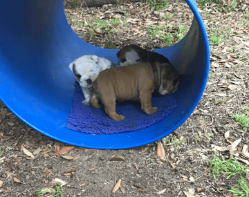 Available Soon 2 male British Bulldog puppies