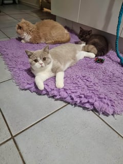 Available Now Gorgeous British Shorthair Females