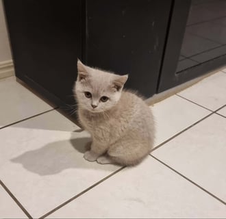 Available Now Gorgeous British Shorthair Females