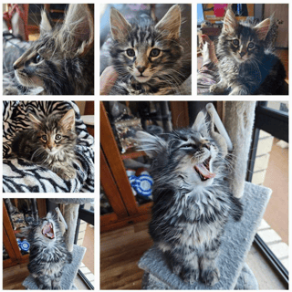 Available Now Norwegian forest kittens, cats Available Now Norwegian forest kittens, cats