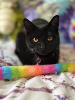 For Adoption Monti Clarke - Looking for Love