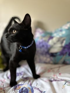 For Adoption Max Clarke - Curous Adventurer