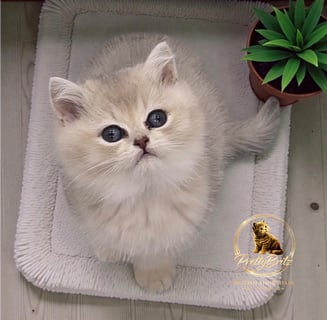 Available Now British shorthair Kittens