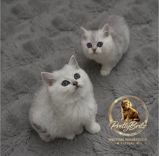 Available Now British shorthair Kittens