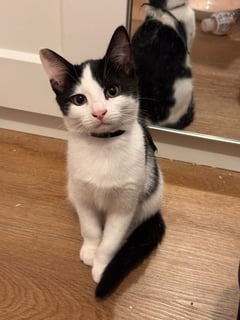 For Adoption Bama Appleby - Cheeky Playful Boy