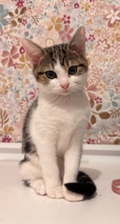 For Adoption Arizona Appleby - Sweet Sensitive Soul