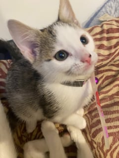 For Adoption Indiana Appleby - Sweet Playful Girl