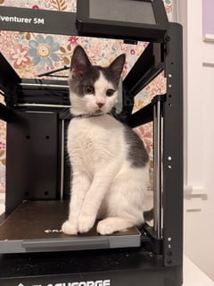 For Adoption Iowa Appleby - Affectionate Gentle Girl