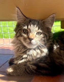 For Adoption Blaize Valentine - Gentle Soul 