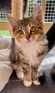 For Adoption Ginger Valentine - Personality Plus