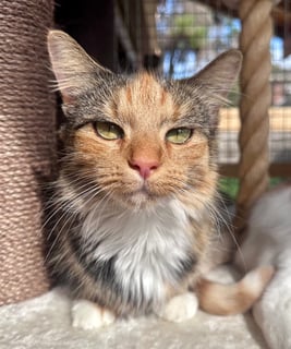 For Adoption Dita Valentine - Lively Girl