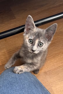 For Adoption Misty Cloud - Alien Babycat - Ragdoll Mix