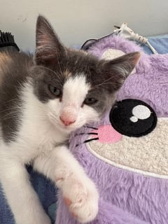 For Adoption Willow Cloud - Tiny Manx Girl 