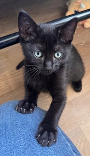 For Adoption Raven Cloud - Bold Explorer - Ragdoll Mix