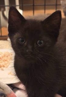 For Adoption Cinder Cloud - Big Bold Boy -Ragdoll Mix