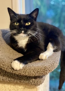 For Adoption Tukki - Sweet Gentle Tuxedo