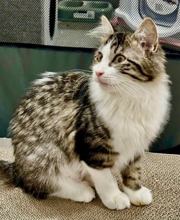 For Adoption Sally Sun - Loves her People
