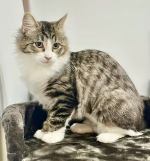 For Adoption Sam Sun - Sweet Companion 
