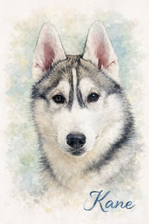Available Now Kane - Siberian Husky