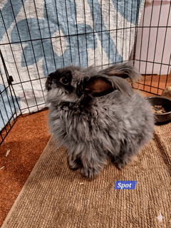 For Adoption Dash and Spot
