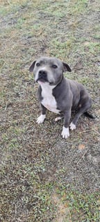 Available Now Pure Bred Pedigree Blue English Staffordshire Bull Terrier (English Staffy) female 4.5yo