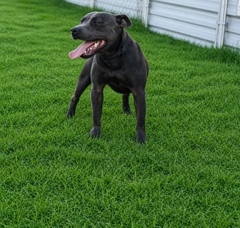 Available Now Pure Bred Pedigree Blue Staffy 1yo