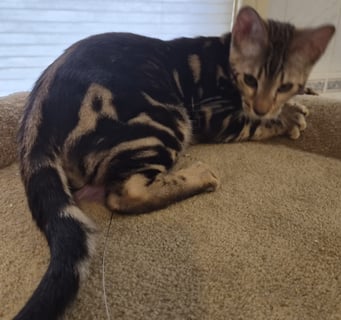 Available Now Bengal pedigreed purebred desexed male brown marbled kitten 