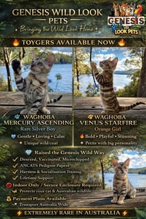 Available Now Toyger kittens
