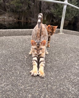 Available Now Unique Silver Toyger kitten