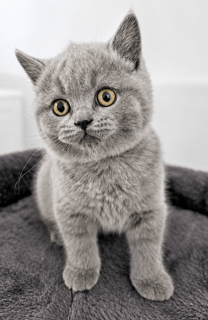 Available Now Gorgeous Pedigree British Shorthair Kittens 