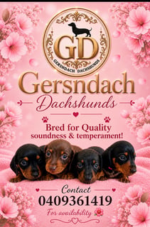 Available Soon Miniature Dachshund Puppy