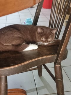 Available Now Quiet Homes Needed - British Shorthair Kittens