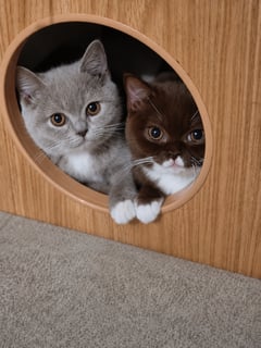 Available Now Quiet home needed - British shorthair kittens