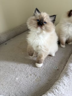 Available Now Chocolate Mitted Female & Seal Mitted male ready July