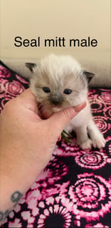 Available Soon Chocolate and Seal Male Ragdolls x 4- ready July 