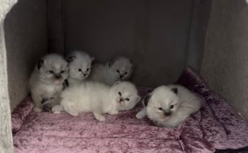 Available Now Seal Mitted and Seal Tabby mitted Kittens- registered breeder or pet enquiries welcome