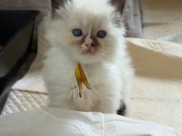Available Soon Chocolate and Seal Male Ragdolls x 4- ready July 