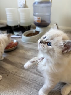 Available Now Seal Tabby mitted ragdoll Kitten- registered breeder or pet Available Now Seal Tabby mitted ragdoll Kitten- registered breeder or pet