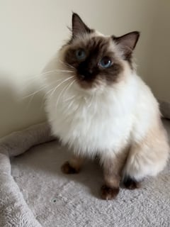 Available Now Chocolate Point Retired Female ready July