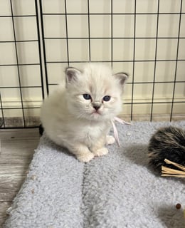 Available Now Seal Tabby mitted Kitten- registered breeder or pet Available Now Seal Tabby mitted Kitten- registered breeder or pet