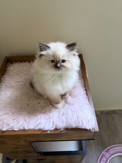 Available Now Chocolate Mitted Female ready July Available Now Chocolate Mitted Female ready July