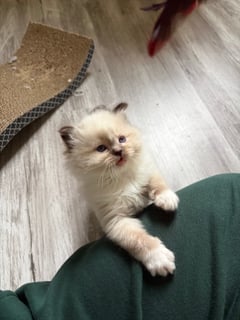 Available Now Chocolate Mitted Female ready July