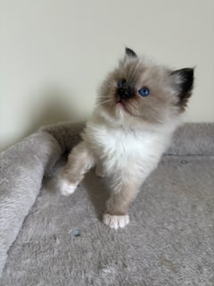 Seal mitt male Available Soon Chocolate and Seal Male Ragdolls x 4- ready July