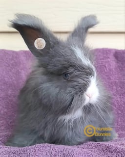 Available Soon Purebred English Angora baby bunny rabbit 