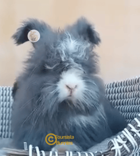 Available Soon Purebred English Angora baby bunny rabbit 