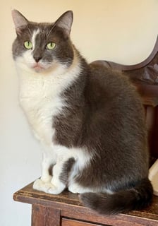 For Adoption Storm - Cuddle Pie