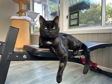 For Adoption Tony - Boss Cat Tony