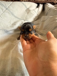 Available Now Pure bred Yorkshire