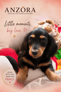 Available Now Miniature Longhaired Dachshund Puppy
