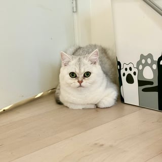 Available Now Silver shaded British Shorthair kitten 